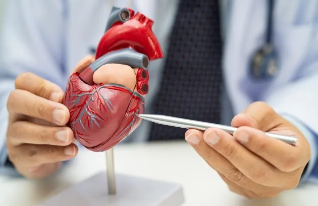 Clinician explaining an anatomical heart model